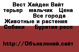 Вест Хайден Вайт терьер - мальчик › Цена ­ 35 000 - Все города Животные и растения » Собаки   . Бурятия респ.